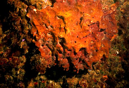 Petrosia ficiformis (Poiret, 1798) - Banyuls-sur-Mer : 08/1987