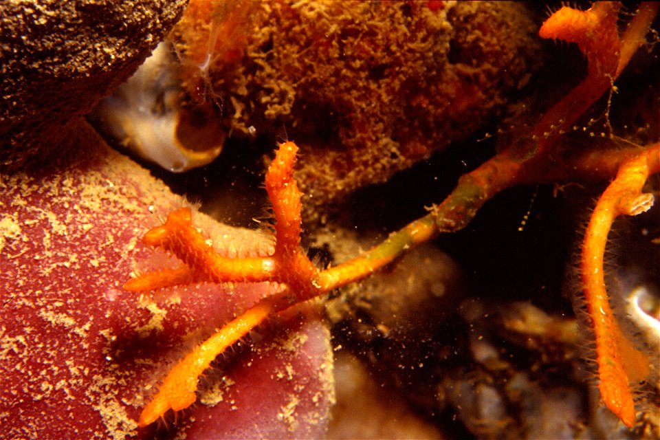 Smittina cervicornis (Pallas, 1766), Petrosia ficiformis (Poiret, 1798) - Banyuls-sur-Mer : 08/83