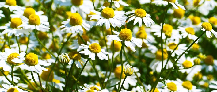 Cornfield white yellow