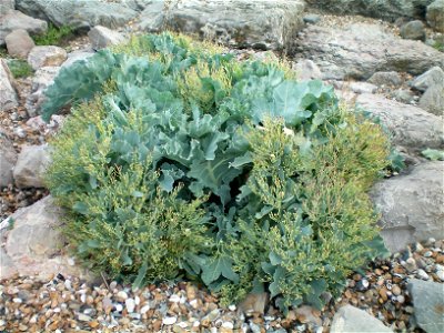 Crambe Maritima growing among rocks on Worthing beach, West Sussex, England.