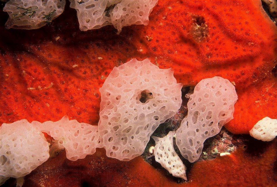 Clathrina coriacea (Montagu, 1818), Spirastrella cunctatrix Schmidt, 1868 - Banyuls-sur-Mer : 07/88