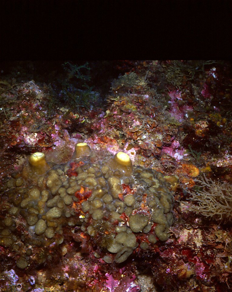 Cliona viridis (Schmidt, 1862) - Banyuls-sur-Mer : 07/80