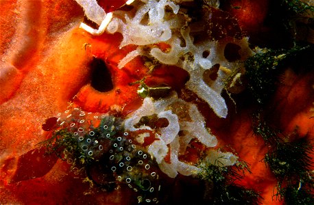Leucosolenia variabilis (Haeckel, 1870),  Diplosoma listerianum (Milne-Edwards, 1841), Spirastrella cunctatrix Schmidt, 1868 - Banyuls-sur-Mer : 08/85
