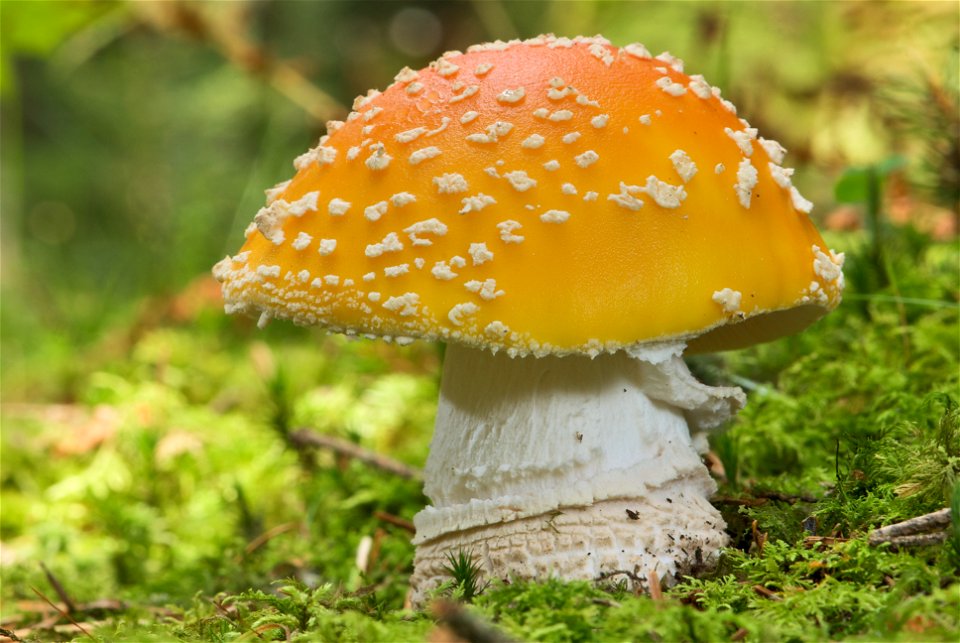The  is one of the best known poisonous fungi. The specimen in the picture measures about 115 mm in height and has not fully opened up yet.
