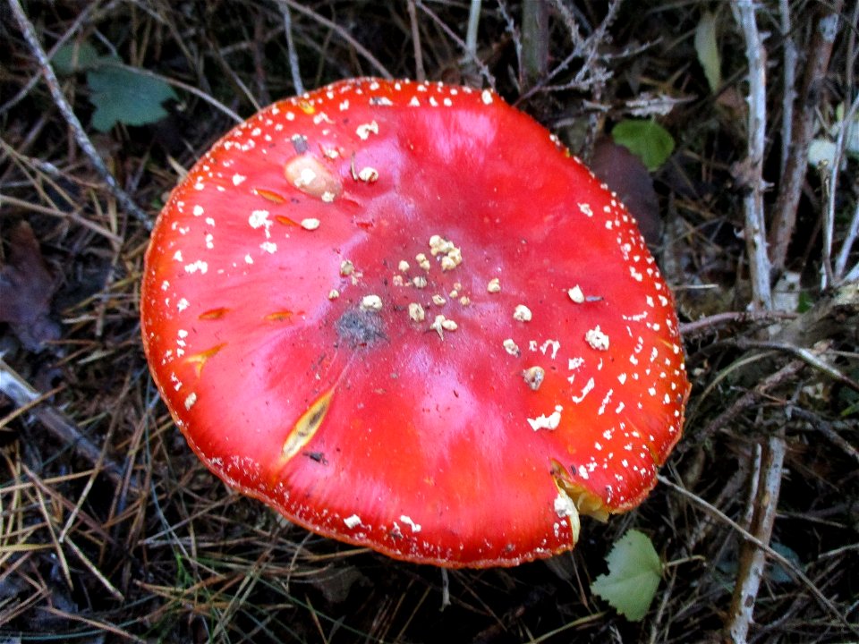 Fliegenpilz (Amanita muscaria) im Wald bei Deidesheim