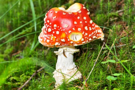 The is one of the best known poisonous fungi. The specimen in the picture measures about 190 mm in height and has not fully opened up yet, and shows severe slug damage. photo