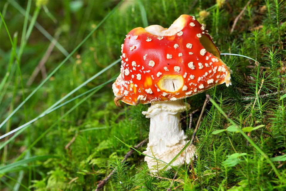 The  is one of the best known poisonous fungi. The specimen in the picture measures about 190 mm in height and has not fully opened up yet, and shows severe slug damage.