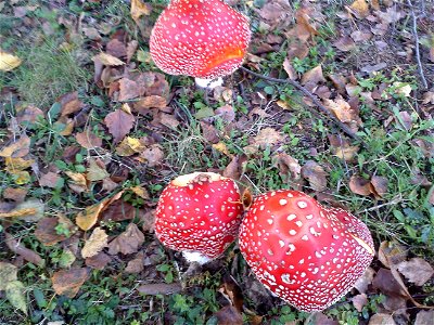 Gruppo Amanita Muscaria - Foto Scattata ad Olgiate Comasco photo