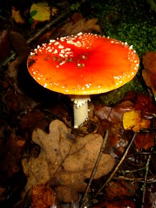 Amanita Muscaria photo