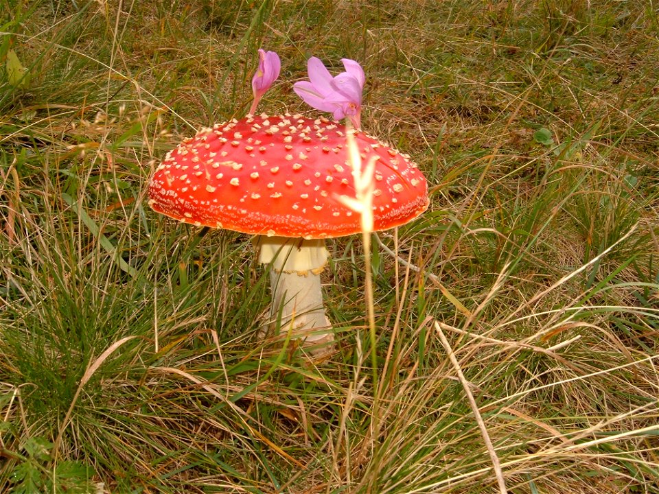 Amanita muscaria - val di Fiemme