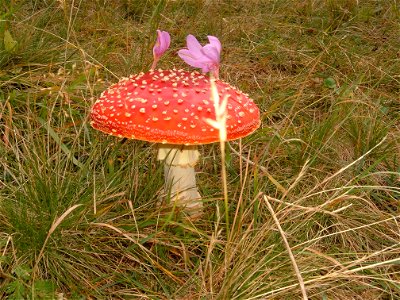 Amanita muscaria - val di Fiemme