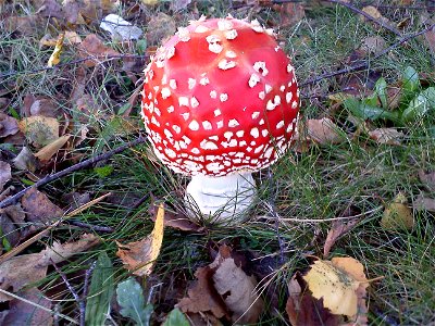 Amanita Muscaria - Foto Scattata ad Olgiate Comasco photo