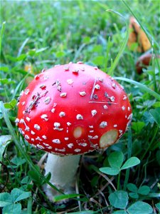 Amanita muscaria photo