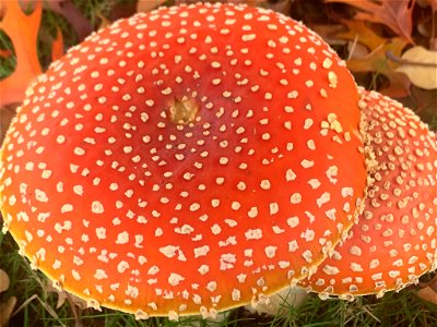 Fly Agaric (Amanita muscaria)