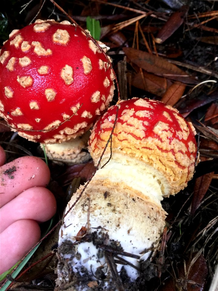 Fly Agaric (Amanita muscaria)