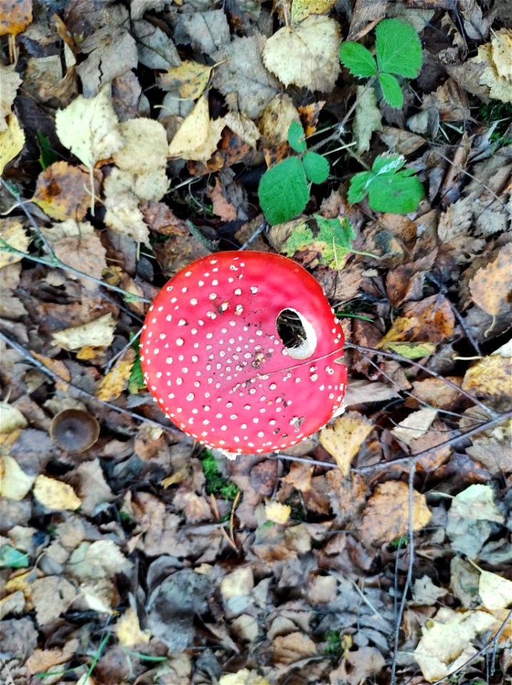 Fly Agaric (Amanita muscaria)