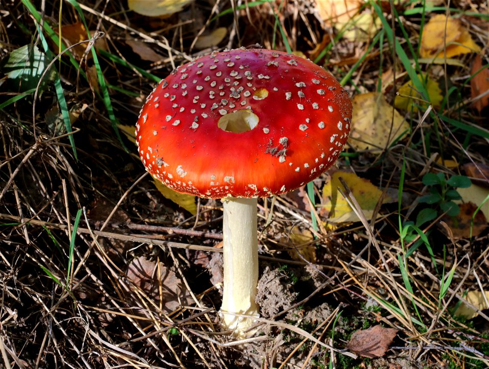 Fly agaric (Amanita muscaria). Ukraine, Vinnytsia Raion
