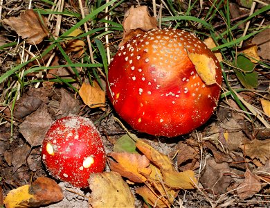 Fly agaric (Amanita muscaria). Ukraine, Vinnytsia Raion