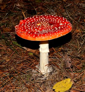 Fly agaric (Amanita muscaria). Ukraine, Vinnytsia Raion