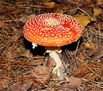 Fly agaric (Amanita muscaria). Ukraine, Vinnytsia Raion