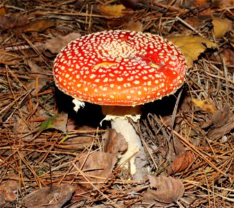 Fly agaric (Amanita muscaria). Ukraine, Vinnytsia Raion photo