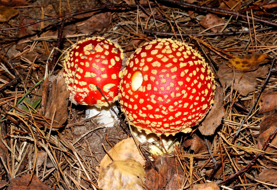 Fly agaric (Amanita muscaria). Ukraine, Vinnytsia Raion