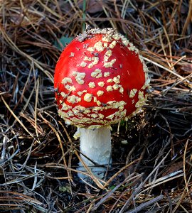 Fly agaric (Amanita muscaria). Ukraine, Vinnytsia Raion