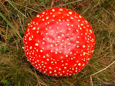 Amanita muscaria - val di Fiemme