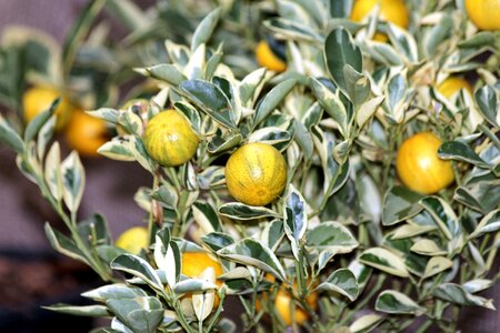 Sheet fruit plant