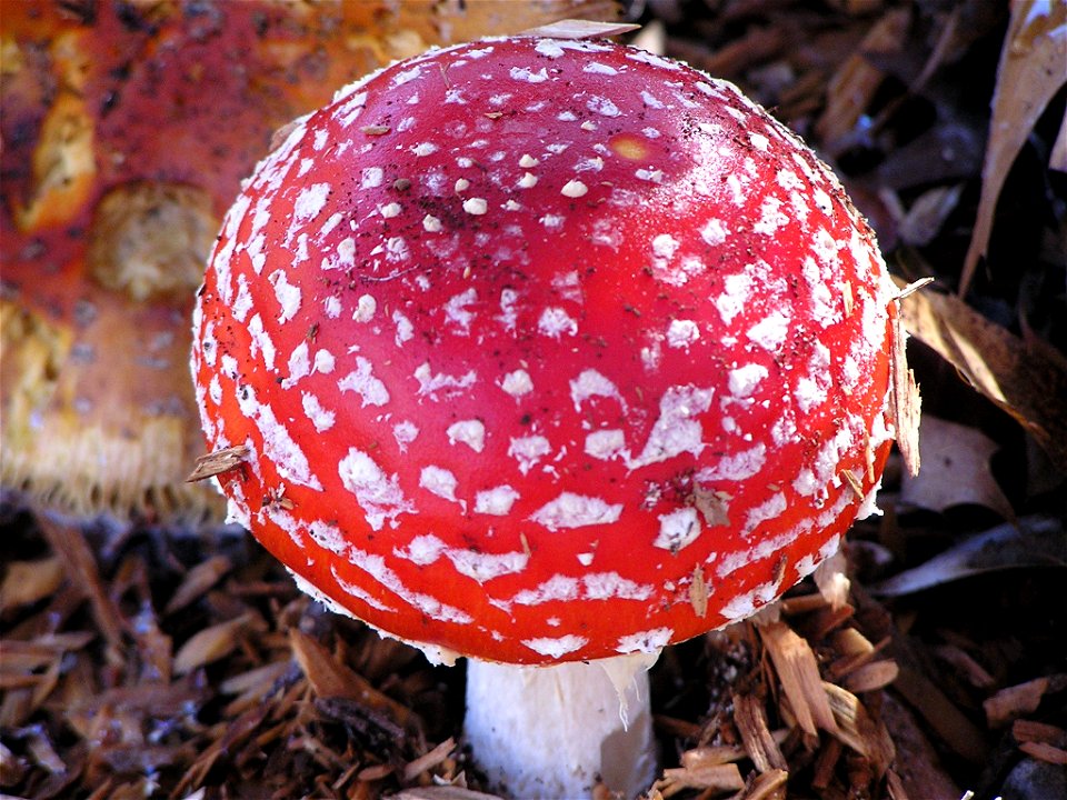 Mushroom or toadstool (en:wikipedia:Amanita muscaria) growing in Canberra, Australia during July 2005 (winter).