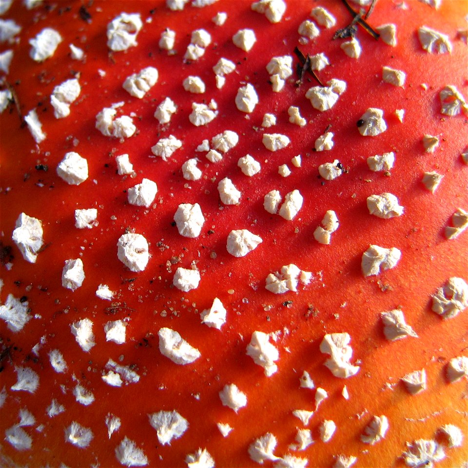 Amanita muscaria close-up photo