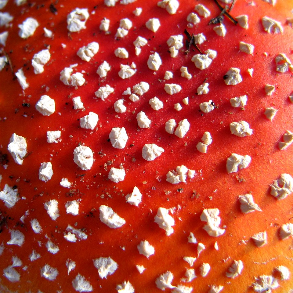 Amanita muscaria close-up