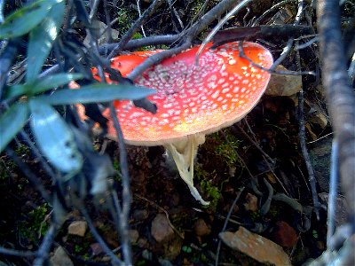 Amanita muscaria Habitus, in Solana del Pino, Sierra Madrona, Spain photo