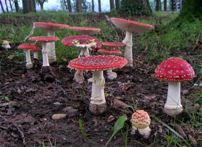 Amanita muscaria mushrooms in a group photo