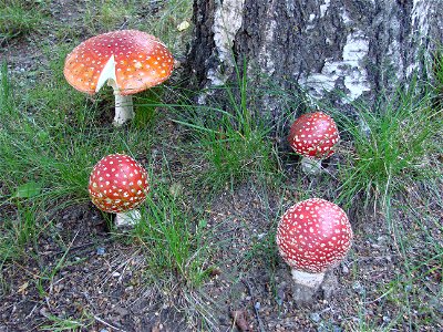 Amanita muscaria photo