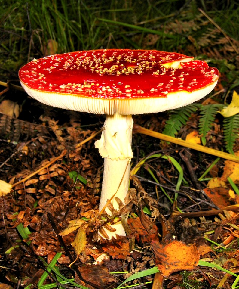 Fly Agaric (Amanita muscaria) near Tyndrum, Scotland. Picture by Tim Bekaert, Sep 20, 2005.