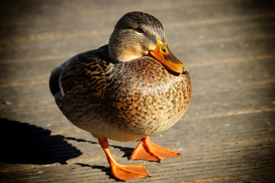 Animal nature water bird