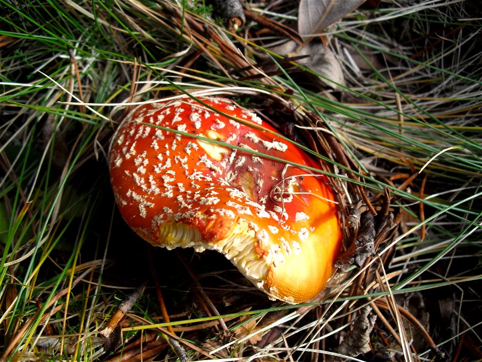 Amanite tue-mouches sur les bords de l'étang de Querigut.