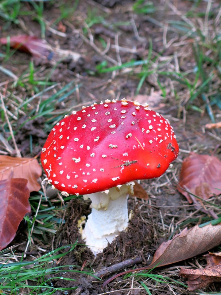 Amanita muscaria in the Arboretum of the la Roche-Bagnoles castle (Orne, France).