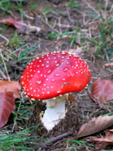 Amanita muscaria in the Arboretum of the la Roche-Bagnoles castle (Orne, France).