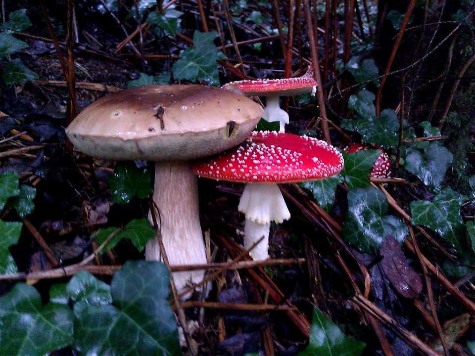 Un Cèpe de bordeau (boletus edulis) et une amanite tue mouche (Amanita muscaria) faisant copain copain.
Ces champignons partageant le même biotop, il est courant de les rencontrer ensemble