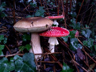 Un Cèpe de bordeau (boletus edulis) et une amanite tue mouche (Amanita muscaria) faisant copain copain.
Ces champignons partageant le même biotop, il est courant de les rencontrer ensemble