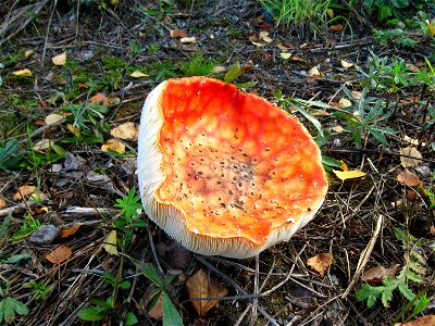 Conceva amanita. photo