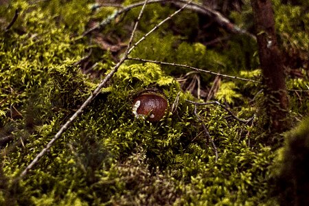 Autumn mushrooms red
