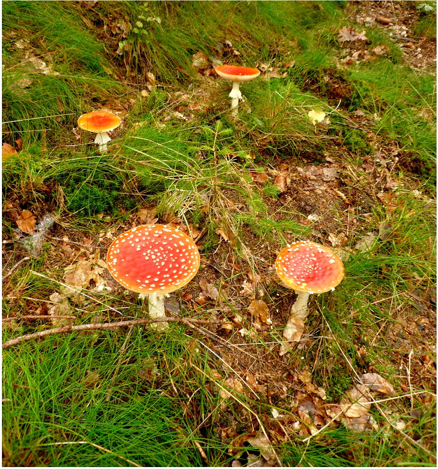 Fly agaric in a forest