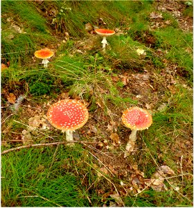 Fly agaric in a forest photo