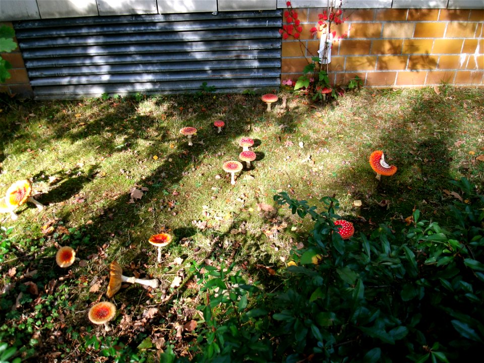 Fliegenpilze in der Heidelberger Str. Niederroden