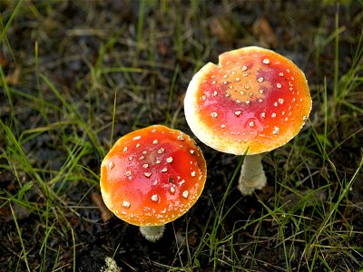 Image title: Fly amanita muscaria mushroom poisonous and psychoactive basidiomycete fungus Image from Public domain images website, http://www.public-domain-image.com/full-image/flora-plants-public-do photo