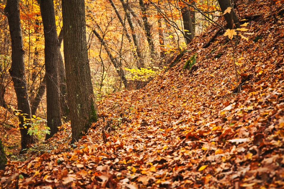 Nature landscape path photo