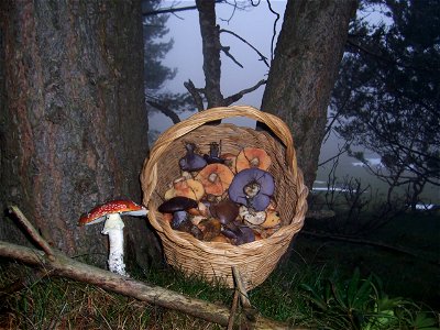Basket of Mushrooms in Moncayo Natural Park in Aragon, Spain.